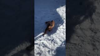 Uk weather right now! #snowday #cockapoo #puppy #cakenation #fun #funnydogs