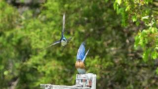 Tree Swallows harassing a Bluebird