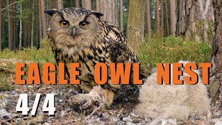 Eagle-Owl Birds Of Prey Nest With Chicks, Part 44