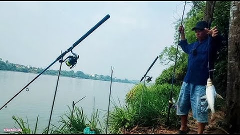 Bãi mới dính toàn cá cóc không //câu cá sông Đồng nai