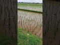 Newly Planted Rice Fields