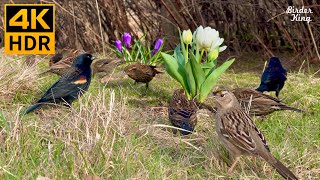 Cat TV for Cats to Watch 😺 Spring birds, chipmunks and little flowers 🐿 8 Hours(4K HDR)