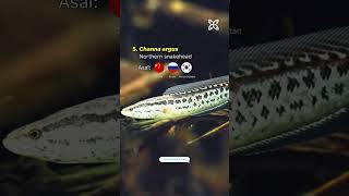 Keren 7 Jenis Channa Paling Populer channa