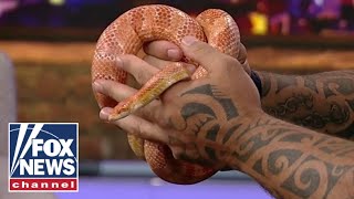 Tyrus gives his insight into the reptile hobby