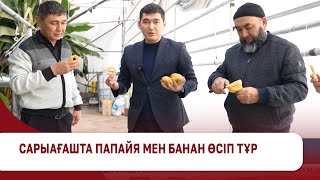 Сарыағашта папайя мен банан өсіп тұр