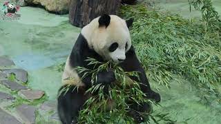 20230430 早餐食慾滿滿的圓寶，仔姐已經在呼呼大睡，寶妹仍賣力吃早餐  The Giant Panda Yuan Bao