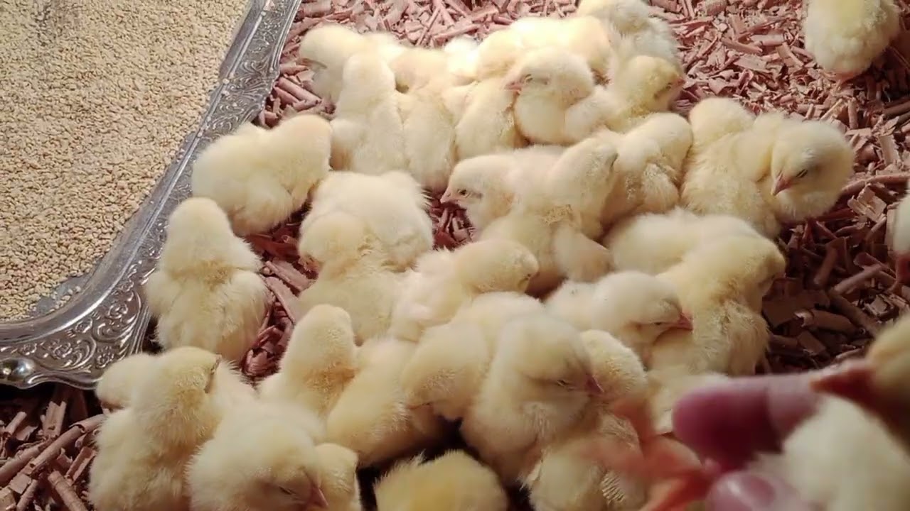 اتجنيت وجيبت كتاكيت 🐤 غالي ودلوقتي رخيص جدا الحقي هاتي دورة رمضان قبل مايغلي مش مضمونا الاسعار 🤕