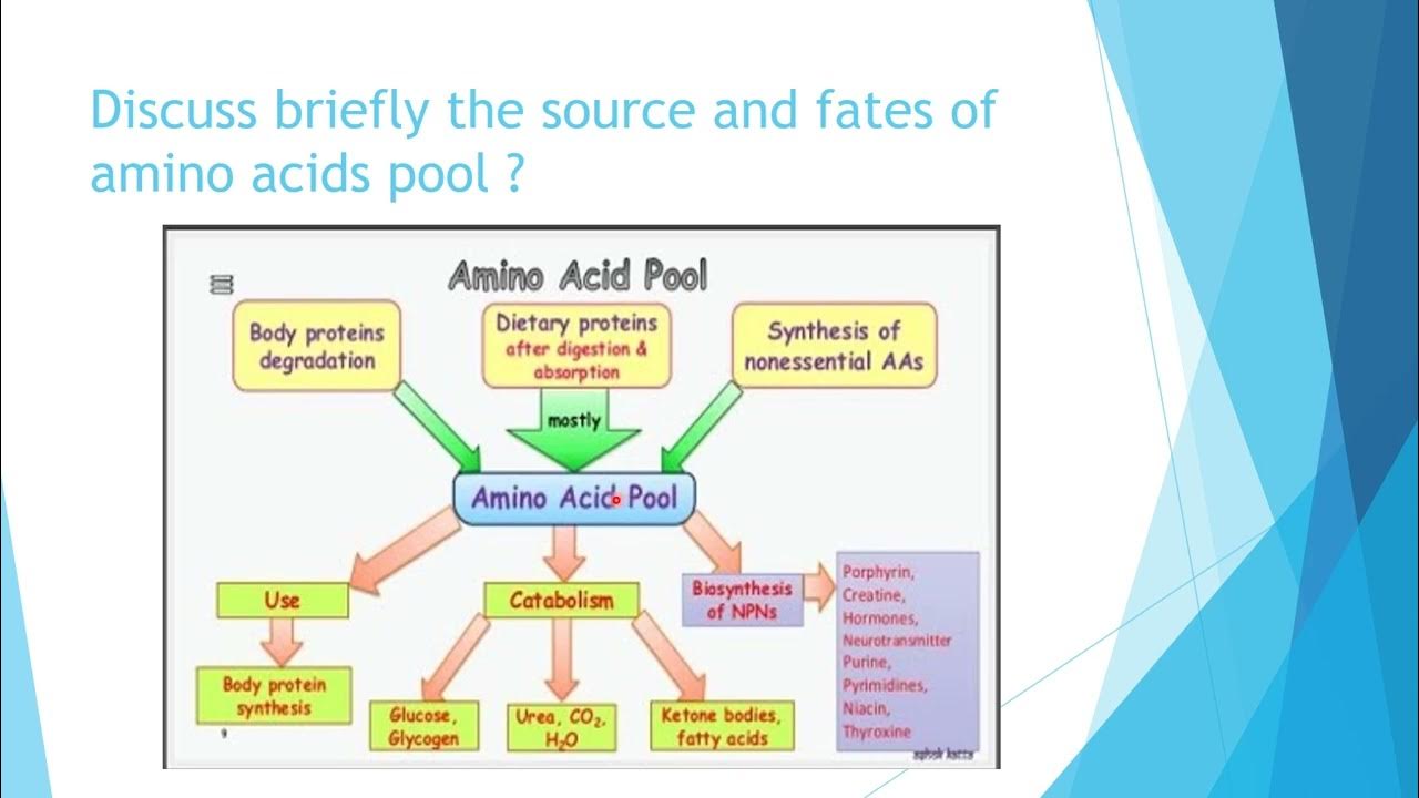 amino acid pool, what is amino acid pool , how it is maintained , how
