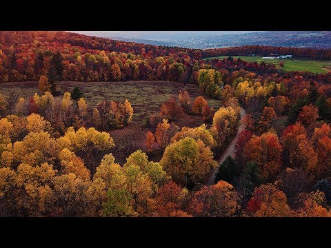 فيديو: أفضل 10 أشجار ملونة في الخريف: أفضل أشجار أوراق الشجر الخريفية