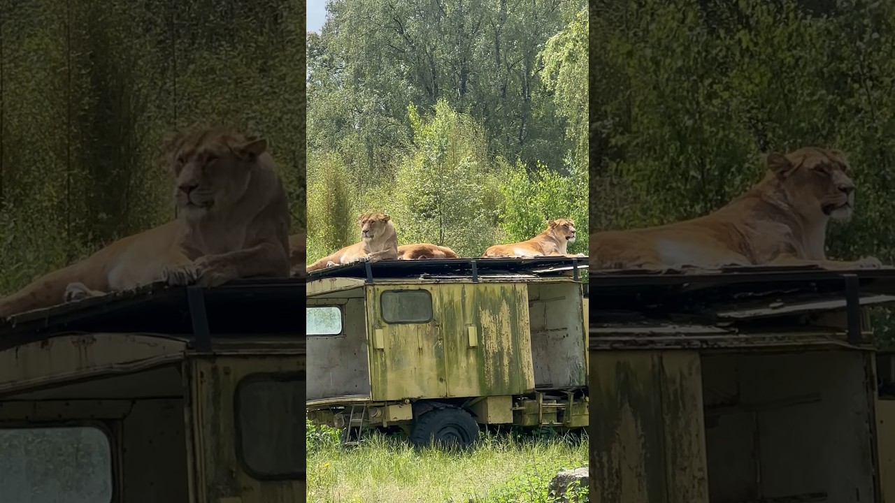 Beekse Bergen - Сафари парк 