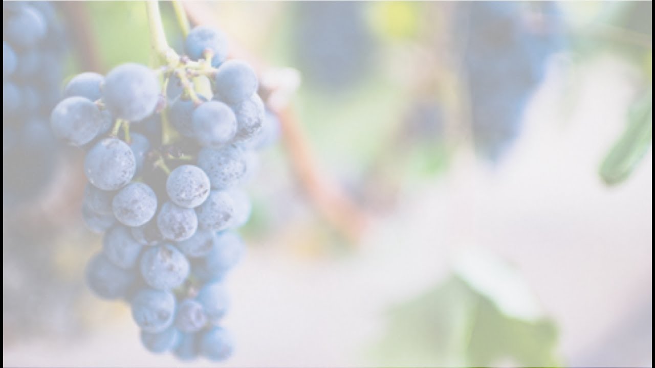 Using a Must Plunger in the Red Wine making Process YouTube