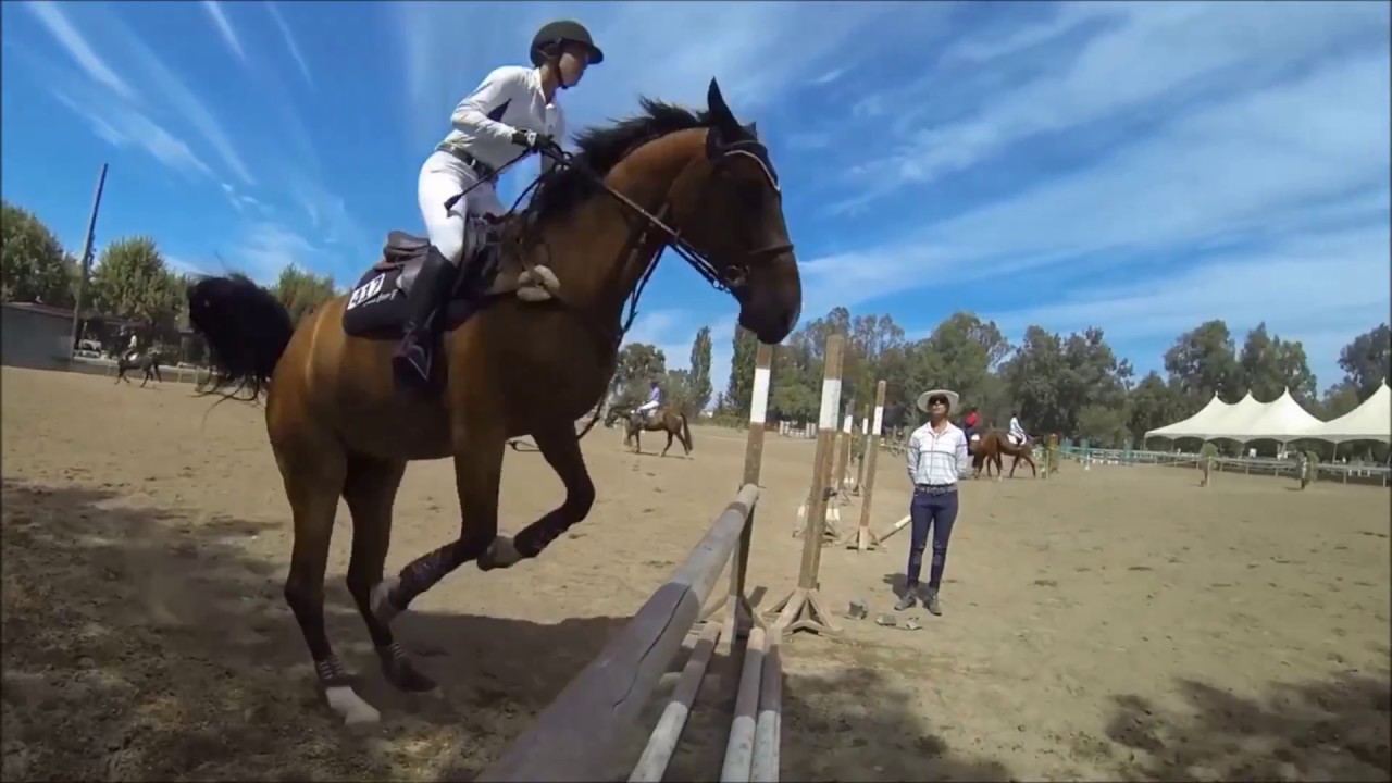 Mój przyjaciel koń