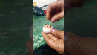 new kitchen tips#new kitchen hack#pyaj ki#new tric#shorts#video viral
