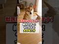 絶対やめて!やりがちな犬の叱り方
