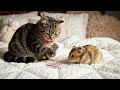 Cat play cards with hamster #shorts