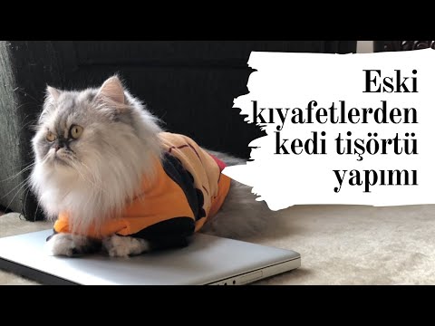 Video: Bir Kedinin Kıyafetleri Nasıl Bağlanır