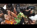 Le compost aux poules