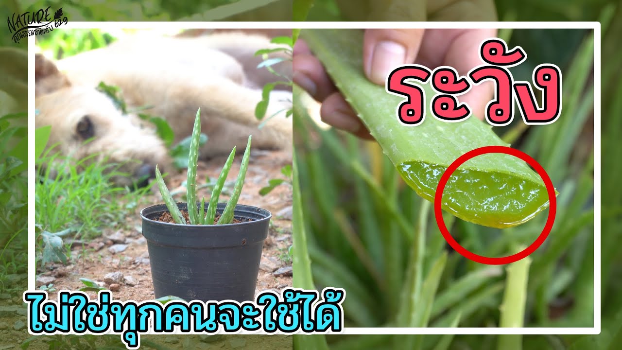 ยาง ว่า น หางจระเข้  New Update  เตือน!! ว่านหางจระเข้ สรรพคุณเยอะ แต่บางคนก็ไม่ควรกิน ยางสีเหลืองต้องล้างออกให้หมด