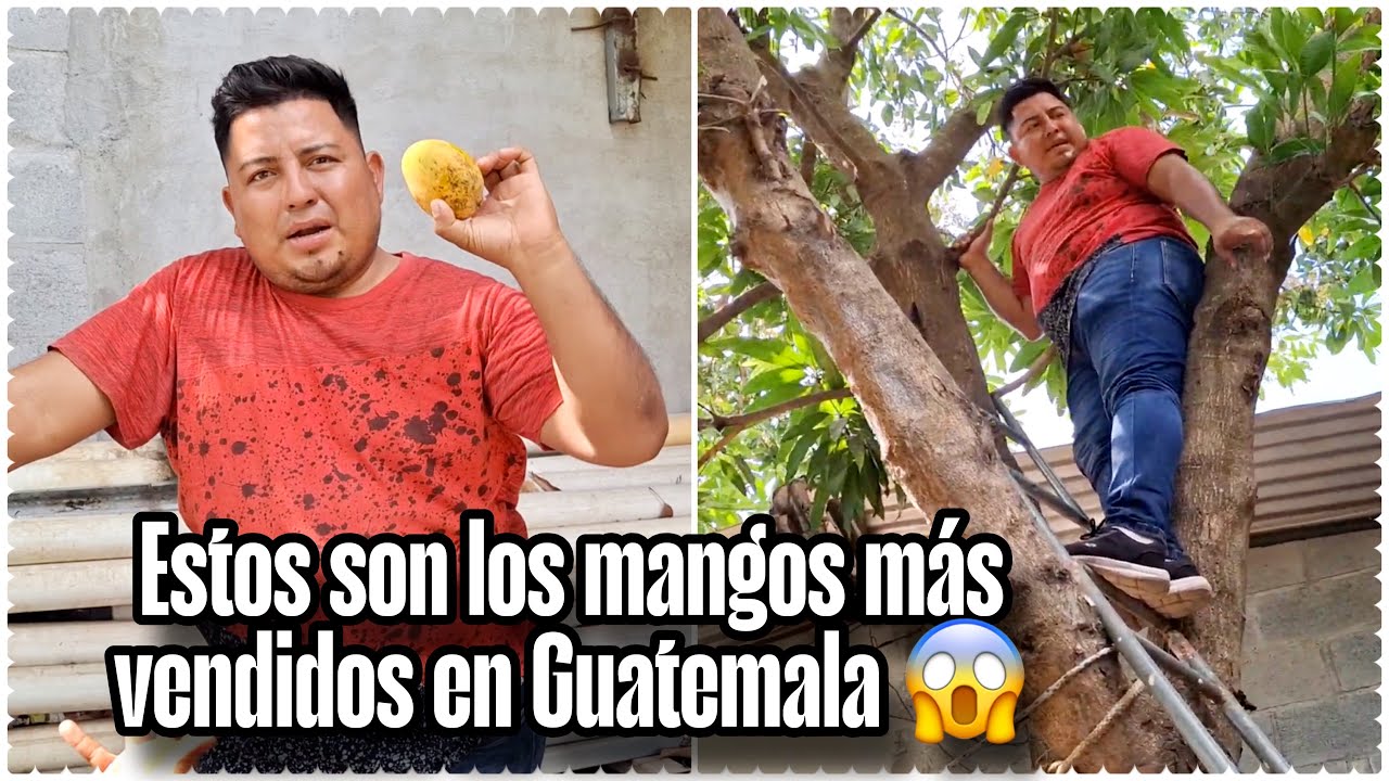 Los palos más altos de MANGO en GUATEMALA me subí a votar😱
