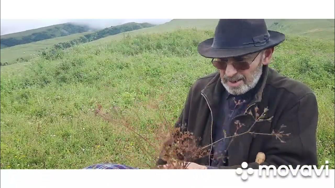 ТМИН горный КАВКАЗ - YouTube
