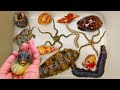 Attrapez des poissonsglobes et des bernardlermite des escargots des conques des anguilles