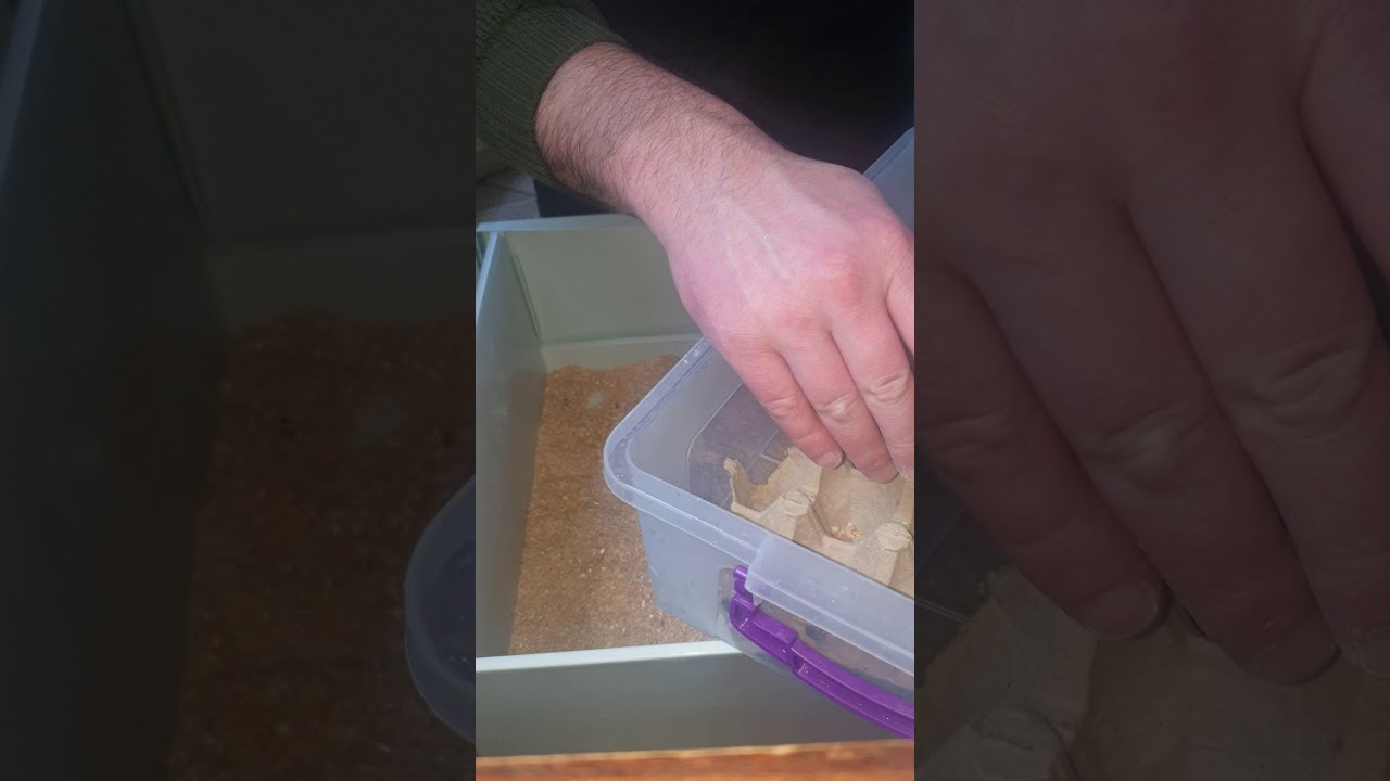 un qurdu (coxaldilmasi, yataqliginin deyistirilmesi, ve xeyri)