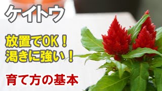 ケイトウの育て方 植え替え 病害虫など 暑さに強い植栽向きの花壇苗 Youtube