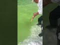 How to make Salt from seawater | #shorts