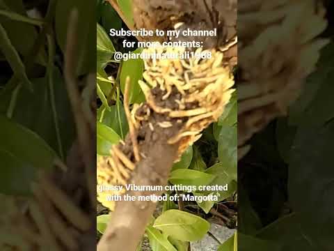 Video: Syövätkö linnut viburnum marjoja?
