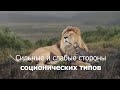 Сильные и слабые стороны соционических типов