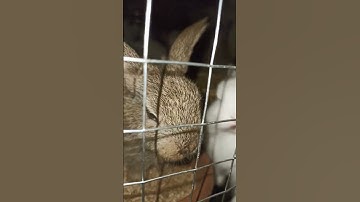 ito ang ginagawa Ng mga rabbit sa gabi|cross breed#rabbit #rabbitfarming #rabbitphilippines