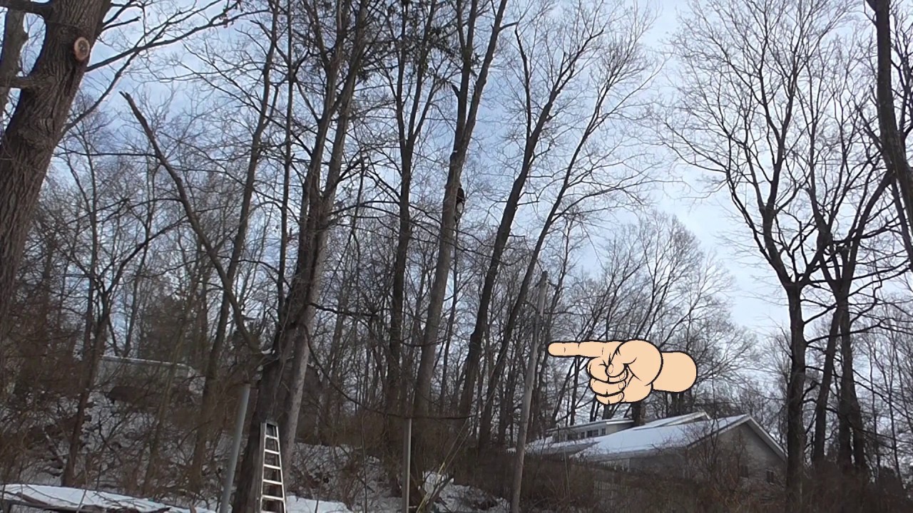 Topping dead ash tree over power line Hinge Failure! - YouTube