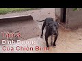 T3 h l thc n dinh dng  ti tri ch ph thy ch pitbull nhamtuattv  dog in vietnam