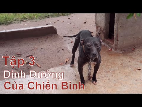 Video T3: Hé Lộ Thực Đơn Dinh Dưỡng - Tại Trại Chó Phù Thủy/... - youtube