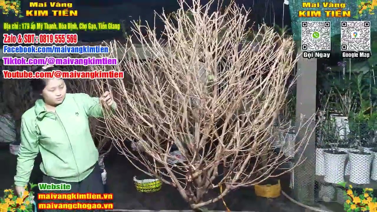 Phôi Mai Thủ Đức Giá Rẻ Bao Ship Bao Sống Toàn Quốc - Mai Vàng Kim Tiền Chợ Gạo