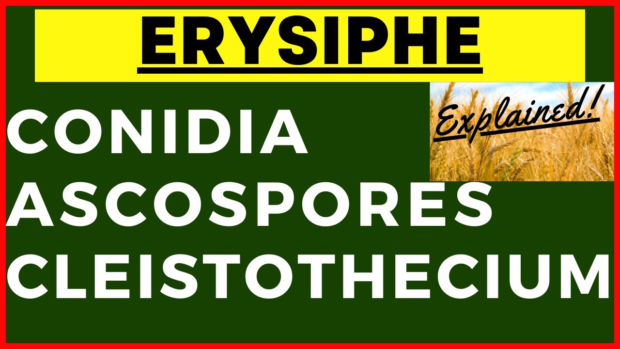 Genus Erysiphe Life Cycle | Powdery Mildew | Fungus | Ascomycetes | Cleistothecium | Reproduction