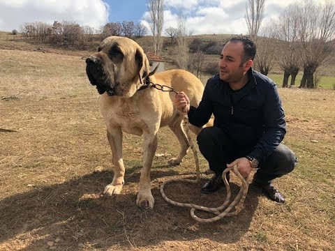 Video: 13 Flat-Faced Dog Breeds ile tanışın