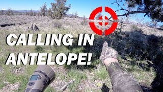 Calling In Antelope Western Rivers Mantis 50 Game Call