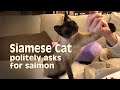 Siamese Cat politely asks for salmon