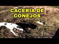 CACERIA de CONEJOS Con los PERROS conejeros //En Arauco .CHILE