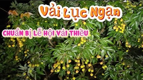 Vải Thiều Lục Ngạn Lớn Nhanh Trông Thấy I Núi Đồi Lục Ngạn