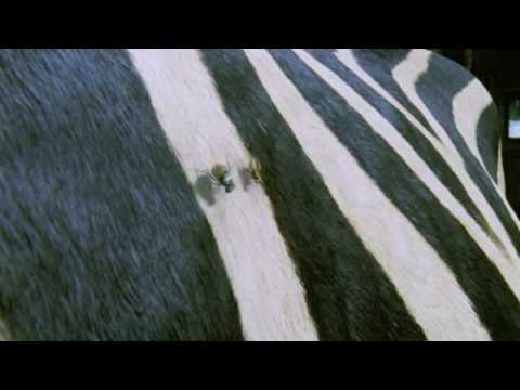 Racing Stripes Trailer (2005) HD 720p