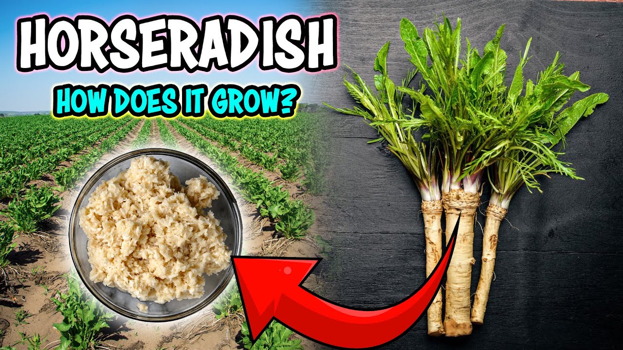 Horseradish How does it grow? Horseradish Farming YouTube