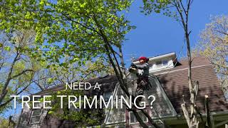 Aerial Tree - Tree Cutting \& Trimming Services