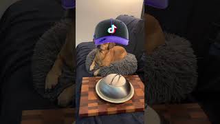 Minion hits 1m on Tiktok And gets steak!!!