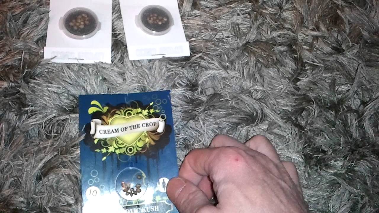 Cream Of The Crop Seeds Narcotic Kush Automatic