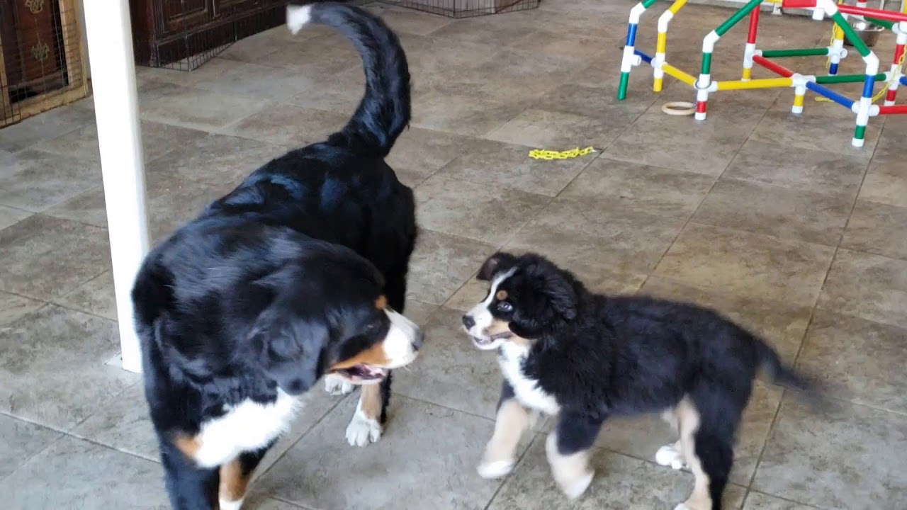 veterinary surgery Bernese Mt Dog Puppy Auditions for Her Forever Home