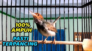 Suara Prenjak Kepala Merah Gacor Dor 💯% AMPUH Bikin Prenjak BAHAN PASTI CEPAT IKUT BUNYI EMOSI