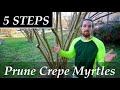 How to Prune a CREPE MYRTLE Tree | 5 Simple STEPS