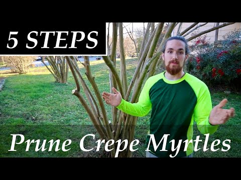 Video: Pruning Crepe Myrtle Trees - Gardening Know How